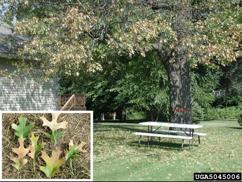 Oak tree with oak wilt causing leaves to turn yellow and fall prematurely