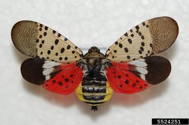 An adult spotted lanternfly with its spotted brown, red and white wings spread.