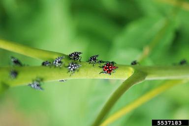 A small red bug with white spots climbs on a branch with small black bugs with white spots.