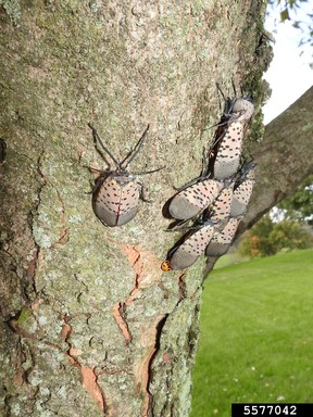 Adult spotted lanternflies, with black spots on their wings, explore the bark of a tree.