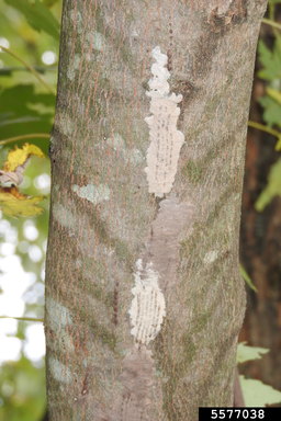 A collection of small spotted lanternfly eggs are in small lines in an exposed section of tree bark.