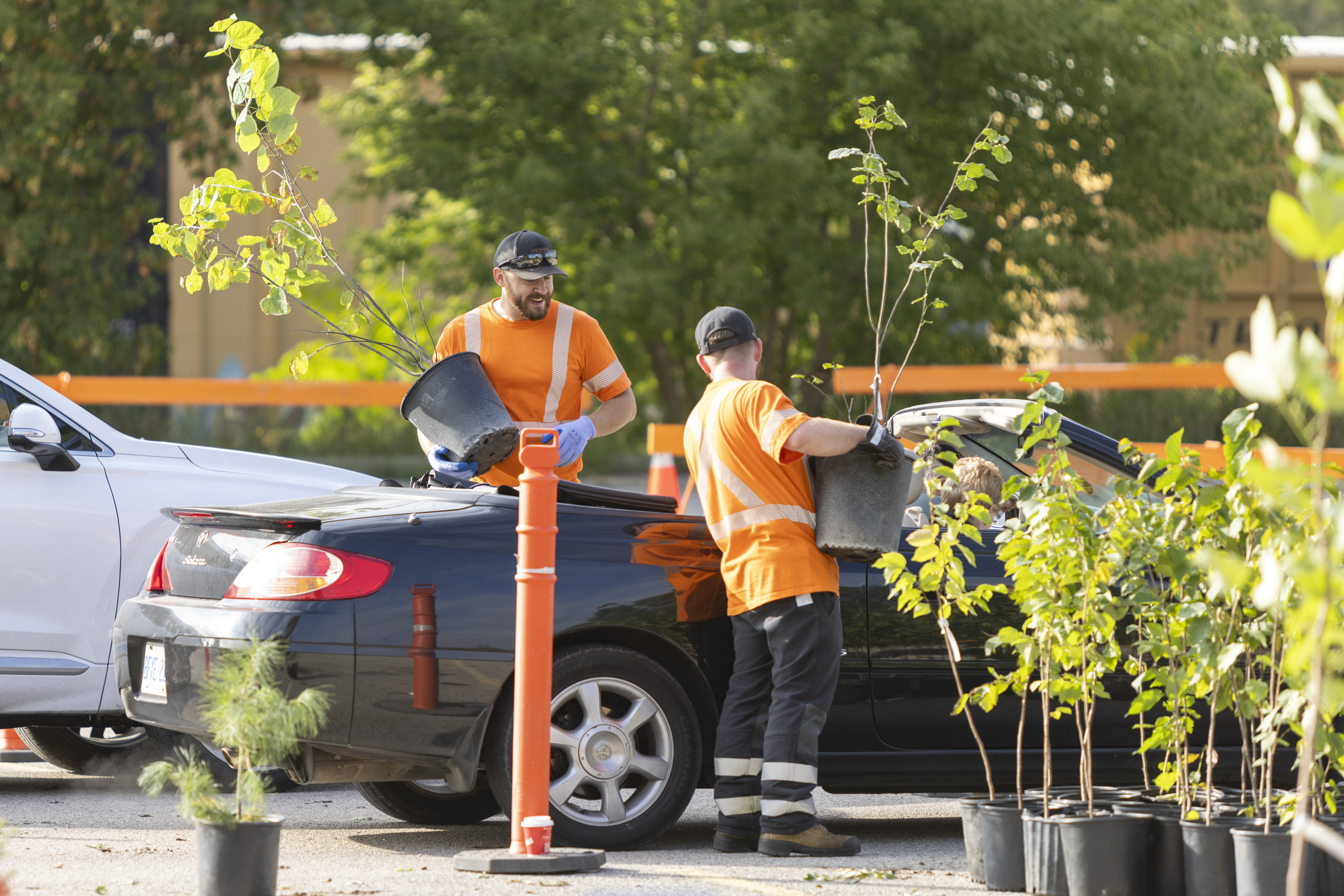 Two workers in orange safety shirts unload young trees in black pots into the back of a car during a community tree giveaway, with more potted saplings lined up nearby.