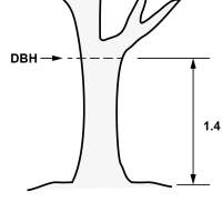 Tree demonstrating diameter at breast height. Diameter at breast height is the diameter of a tree measured at 1.4 meter from the natural ground level. 