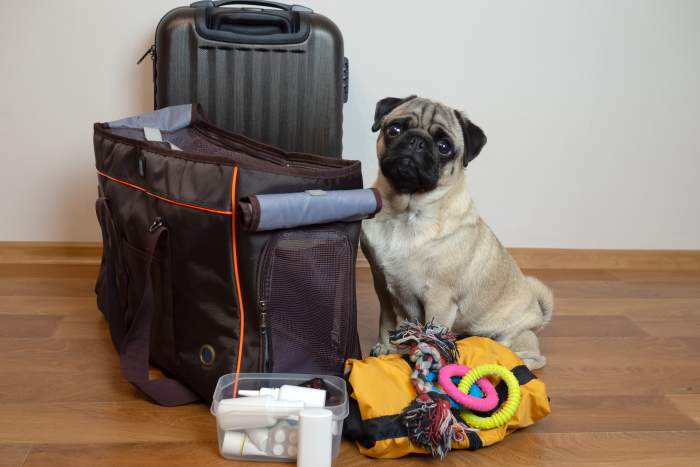 Dog with pet emergency kit.